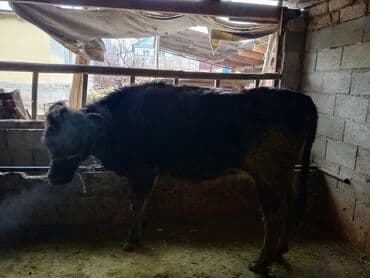 продаю домашние куры: Продаю | Тёлка | Для разведения | Привязанные — 2