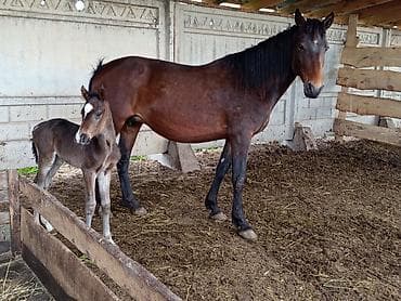 покупка лошади: Продаю | Кобыла (самка) | Для разведения | Племенные — 1