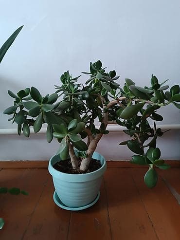 Денежное дерево: Цветы домашние, оочень красивое денежное дерево — 1