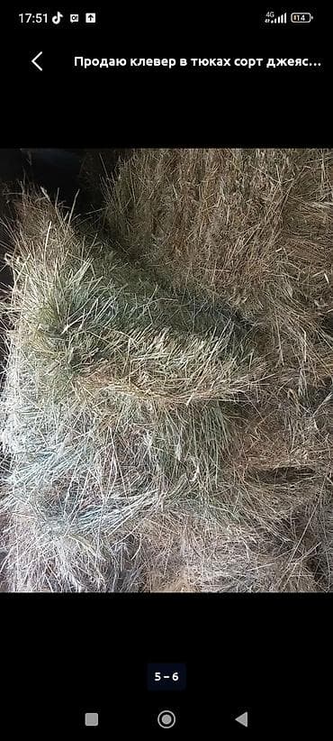 коробка для фруктов: Клевер в тюках, сорт «Джерси». - Заготовка в стандартных — 1