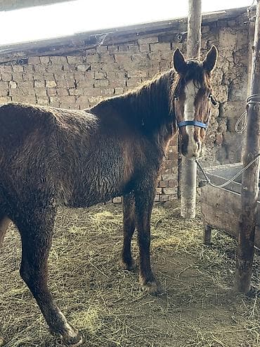 Үй жаныбарлары үчүн товарлар: Сатам | Жылкы (эркек) | Дончак | Жумушка | Асыл тукумдуу — 3