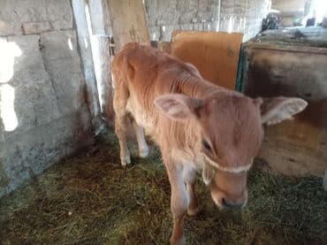 охотничая собака: Продаю | Музоо, торпок | Швицкая | Для разведения — 4