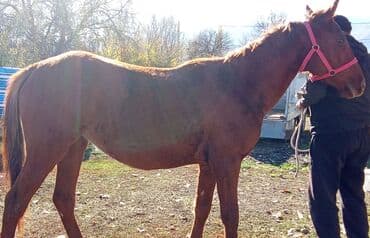 декоративные кролик: Продаю | Кобыла (самка) | Рабочий — 4