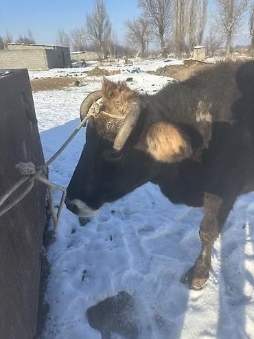 кунан сатам: Сатам | Уй (ургаачы) | Алатоолук — 2