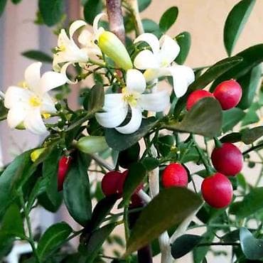 Бегонии: Муррайя. Комнатное растение в горшке — декоративный цитрус. Высота от — 2