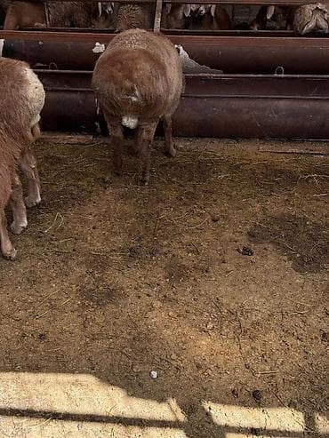 сабиз корм: Сатам | Козу, Кочкор (эркек) | Союуга, Көбөйтүү үчүн — 4