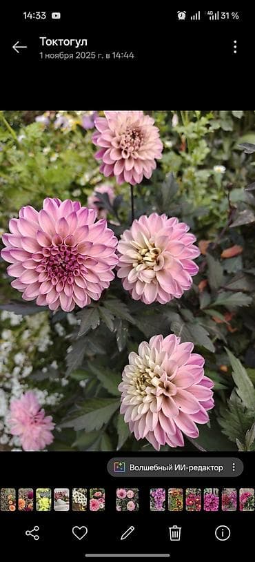 коя карп: Георгины серии XXL – сорт Taxco (на фото – бордовые махровые шары с — 6