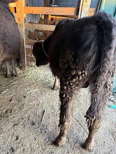 Кошки: Продаю | Бык (самец), Тёлка — 4