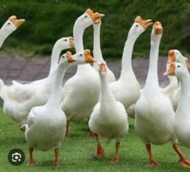 Продаются гуси, 1700 сом