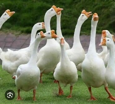 продажа домашних животных: Продаются гуси, 1700 сом — 1