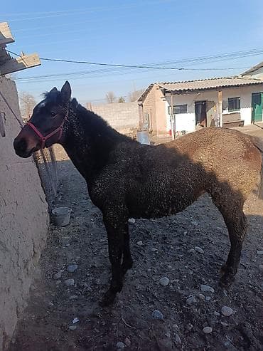 кролик баран: Продаю | Жеребенок | Для разведения | Племенные — 5