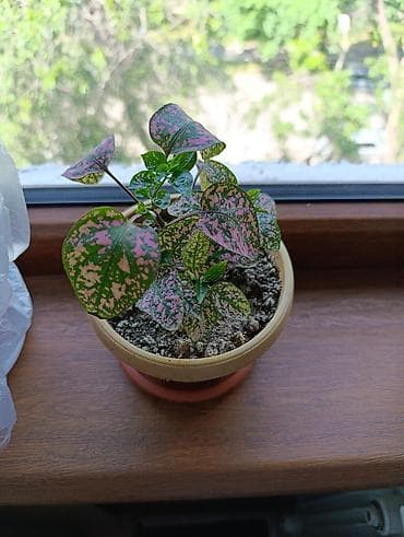 фикус с белыми листьями: Гипоэстес (Hypoestes phyllostachya) «пятнистый» в горшке,есть белый — 9