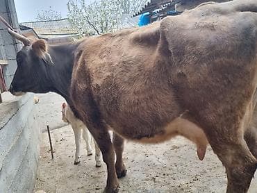 высокодойная корова: Продаю | Корова (самка) | Полукровка | Для разведения | После отела — 1