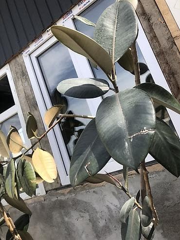 фикусы: Фикус эластика (каучуконосный), крупномер в горшке. - Высокорослый — 2