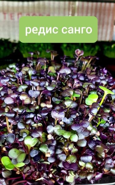 превосходный сорт яблок: Продается вкусная красивая и очень полезная микрозелень в большом — 1