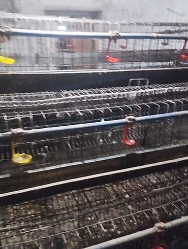 аары ящик алам: Клеточные батареи для содержания птицы (яичный кросс)1комплек7500 — 3