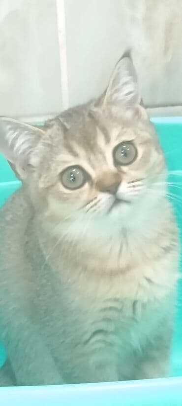 кошка домашний: Скотиш Страйт (Шотландская прямоухая), 2 месяца, Девочка — 3