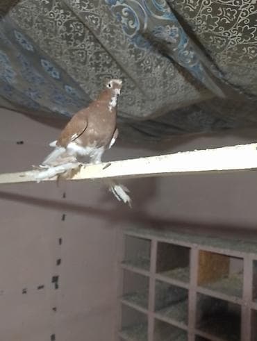 яйцо индюка купить: На игру в роде голубка будет — 1