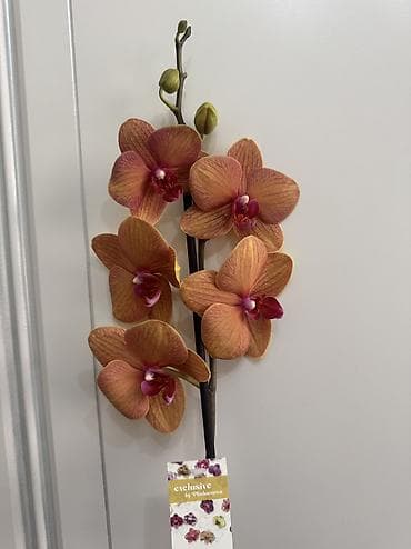 орхидеи цена: Орхидеи сортовые в наличии.Биг липы,каменная роза,ароматная орхидея — 3