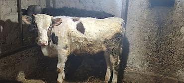 куриные сетки: Продаю | Музоо, торпок | На откорм | Привязанные — 5