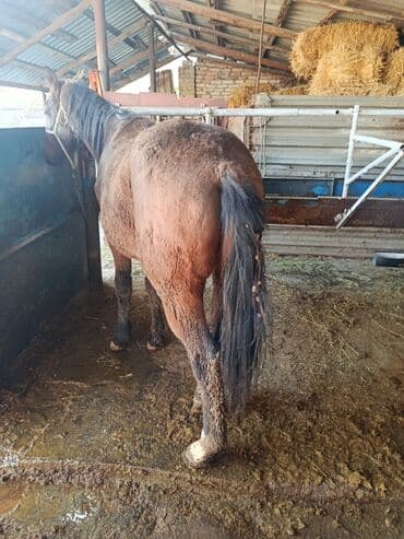 в добрые руки собаку: Продаю | Жеребец — 4