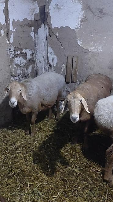 Айыл-чарба жаныбарлары: Сатам | Ургаачы кой (ургаачы), Козу | Арашан | Көбөйтүү үчүн | Асыл тукумдуу, Ургаачы, Козулаган — 2