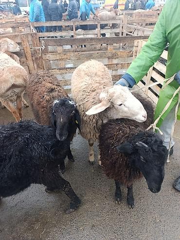 домик для собака: Продаю | Овца (самка) | Для разведения — 3