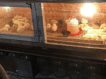 коты каракол: Сатам | Балапандар | Бройлер | Союуга — 3