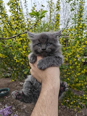 мейкун котята: Мейн-кун, 1 месяц, Мальчик, Серый, Приучена к лотку, Проглистована — 4