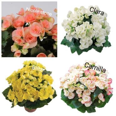 цветы на продажу: Детки бегоний элатиор по 150 с возможна отправка по регионам с — 10