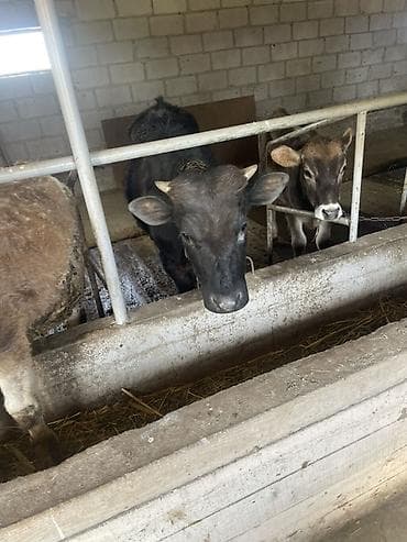 кой сой: Продаю | Бык (самец) | Полукровка | На откорм | Привязанные — 2