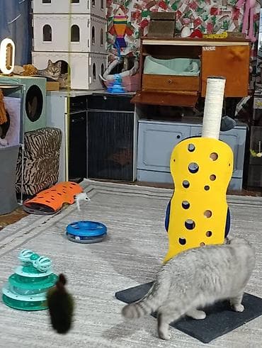 где можно взять кошку бесплатно: Здравствуйте 🌿 Зоогостиница «Мурляндия» принимает только домашних — 6