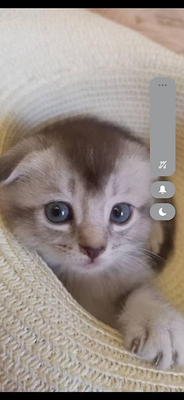 шотлан: Шотландский вислоухий котёнок (Scottish Fold) - Окрас — 6