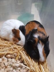 летучий мыш: Морские свинки, возраст от 2-5месяцев. Цена 550 сом — 2