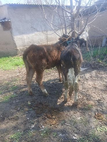 белый фазан: Продаю | Бык (самец) | Алатауская | На откорм | Привязанные — 5