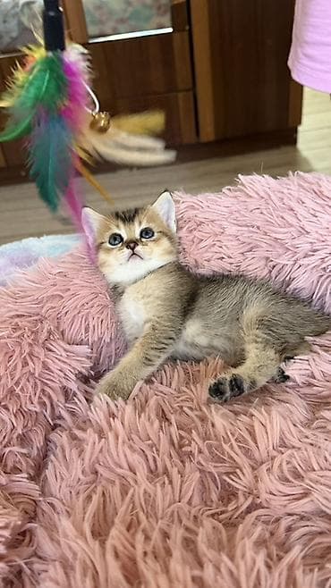 лысые котята: 🐾Открыта бронь на британских короткошерстных котят! 🐾 ❤️Оба родителя — 9