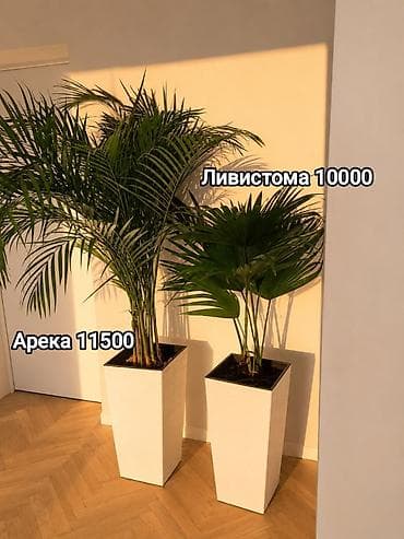 Дом и сад: Комнатные растения в горшках: Сокулук, Бишкек,Кант, Шопоков 1) — 10