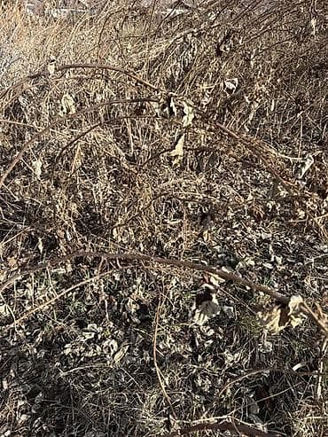 фикус тинеке: Саженцы малины (поросль от взрослого куста) - Кустовая малина с — 1