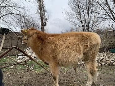 Аквариумдар: Сатам | Музоо | Бордоп семиртүү үчүн | Байланган — 1