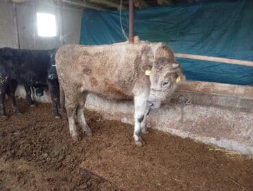 Линолеум: Продаю | Бык (самец) | На откорм | Привязанные — 1