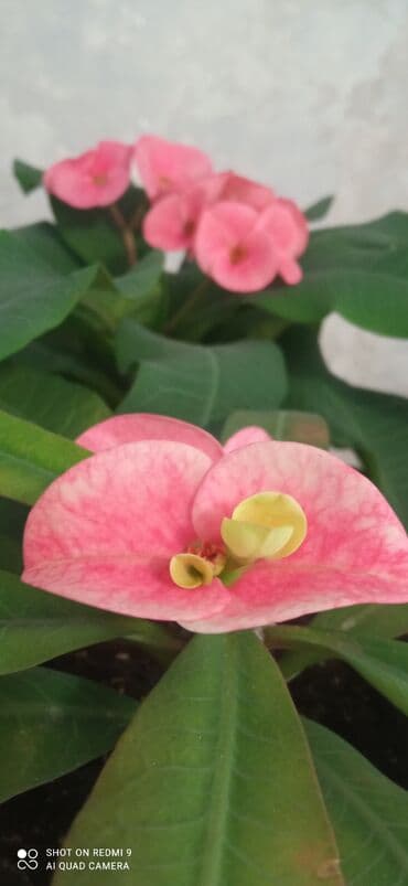 дерево бонсай купить бишкек: Тайский молочай — 3