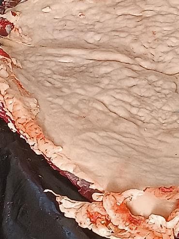 Грызуны: Продаю | Кобыла (самка) — 8