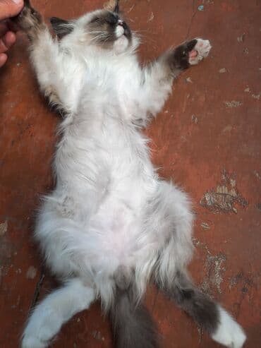 Иттер: Пушистый котёнок с голубыми глазами и яркой сиамской окраской поинт — 4