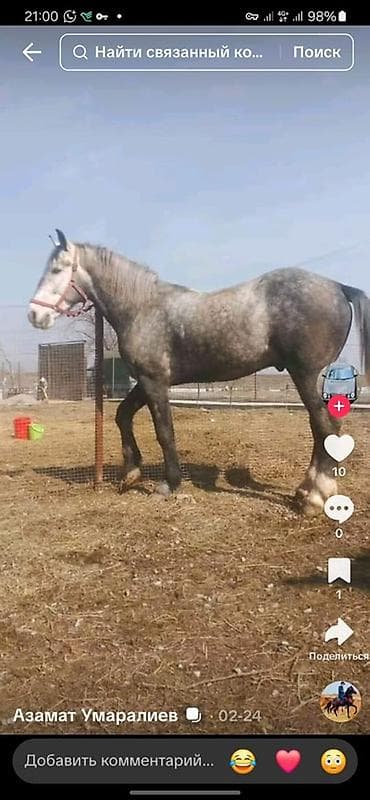 флет ретривер: Продаю | Конь (самец) | Рабочий — 1