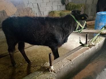 купить муравьиную ферму с муравьями: Продаю | Музоо, торпок | На откорм | Привязанные — 2