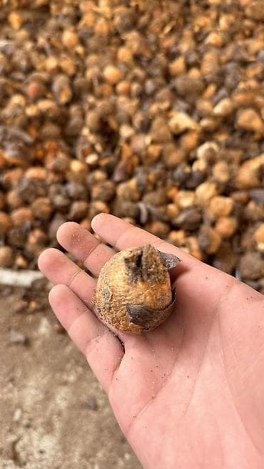 голандские розы: Самовывоз, Платная доставка — 2