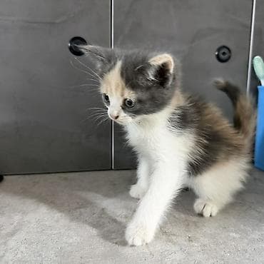 Котята, домашние, короткошёрстные. Отдадим в добрые руки котят!