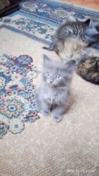 усыпление животных бишкек: Котята в добрые и ответственые руки. Кушают домашнюю еду. Кашку — 18