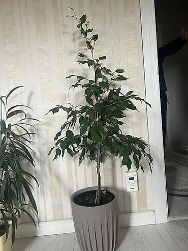 Фикус Бенджамина в декоративном горшке. - Высота растения: около