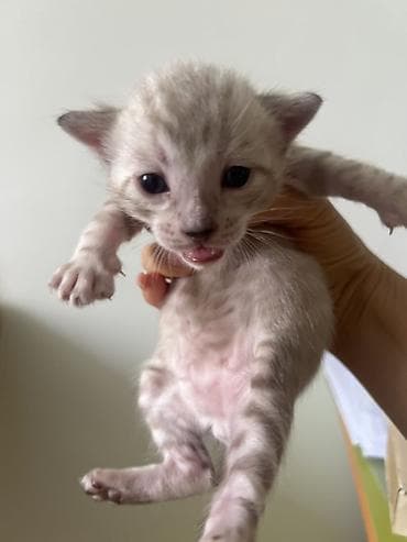 котёнок в добрые руки: Бенгальская, 1 месяц, Мальчик — 9